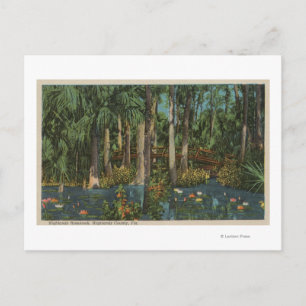Highlands County, FL - View of Highlands Hammock Vykort