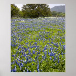 Hill Country, Texas, blå lupiner och ek Poster