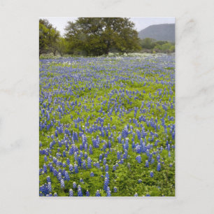 Hill Country, Texas, blå lupiner och ek Vykort
