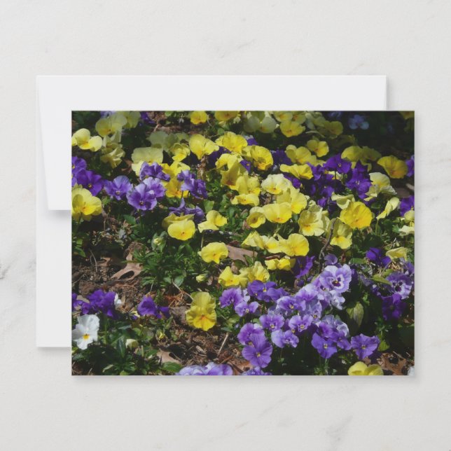 Hillside of Lila and Gult Pansies (Framsida)