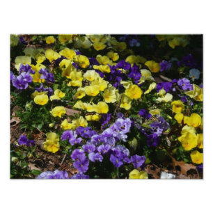 Hillside of Lila and Gult Pansies Fototryck