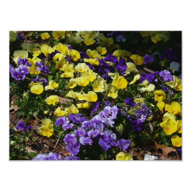 Hillside of Lila and Gult Pansies Fototryck (Framsidan)
