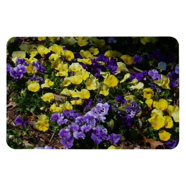 Hillside of Lila and Gult Pansies Magnet (Horisontell)