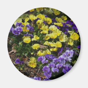 Hillside of Lila and Gult Pansies Magnet