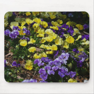 Hillside of Lila and Gult Pansies Musmatta