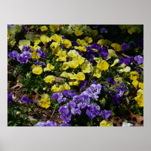 Hillside of Lila and Gult Pansies Poster (Framsidan)