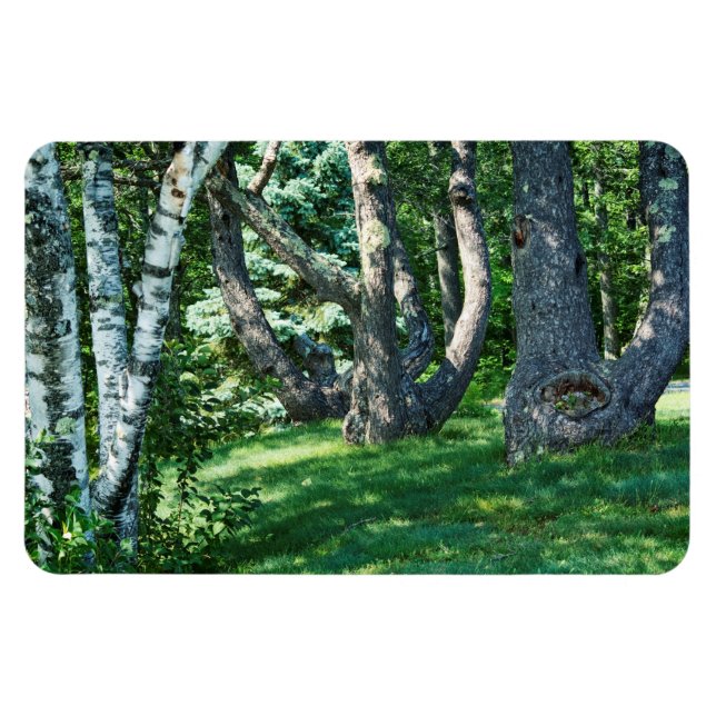 Hillside Träd Magnet (Horisontell)