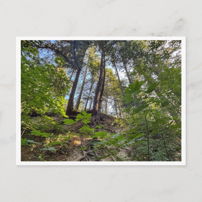 Hillside Vykort (Framsida)