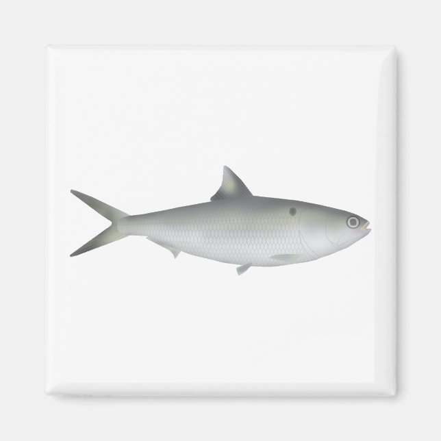 Hilsa Shad Magnet (Framsidan)