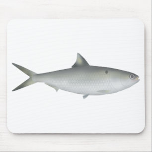 Hilsa Shad Musmatta