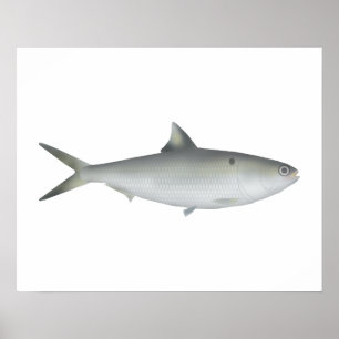 Hilsa Shad Poster