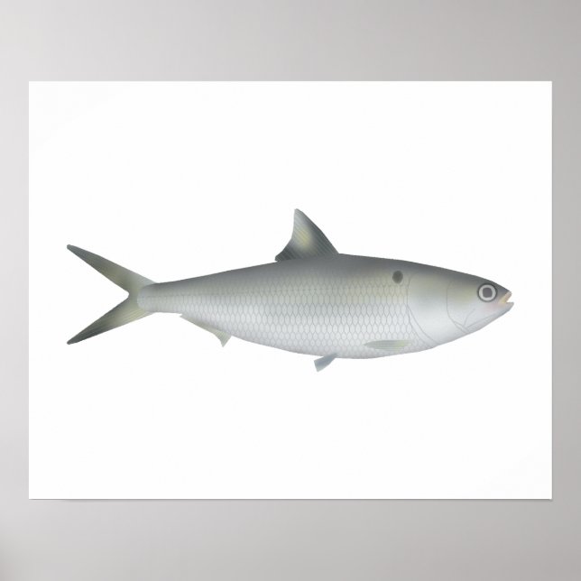 Hilsa Shad Poster (Framsidan)