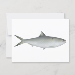 Hilsa Shad Vykort