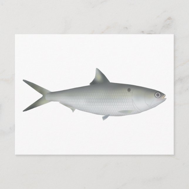 Hilsa Shad Vykort (Framsida)