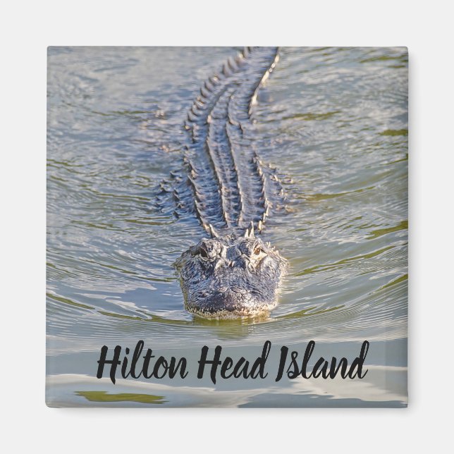 Hilton Head Alligator Magnet (Framsidan)