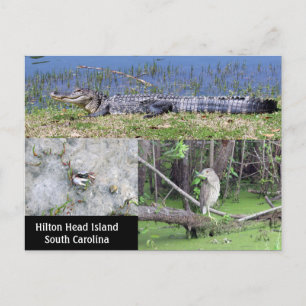 Hilton Head SC Native Wildlife Vykort