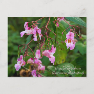Himalayan Balsam Flowers vykort