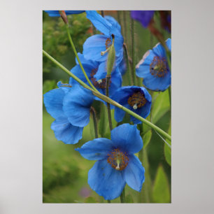 Himalayan blåttvallmoblommor poster
