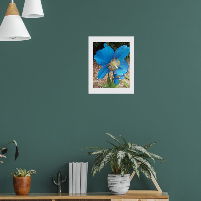 Himalayan Blue Poppy Blommigt Poster (Vardagsrum 1)