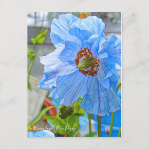 Himalayan Blue Poppy [vykort] Vykort