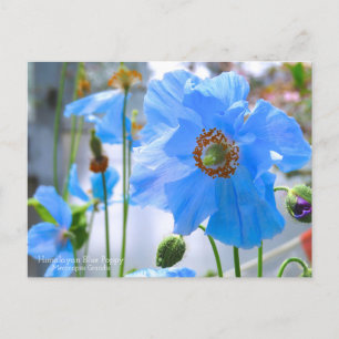 Himalayan Blue Poppy:vykort Vykort