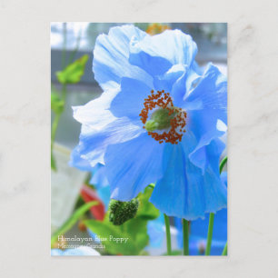 Himalayan Blue Poppy:vykort Vykort
