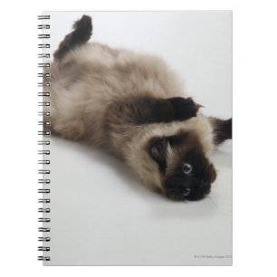 Himalayan Cat Ljugande på rygg Anteckningsbok Med Spiral