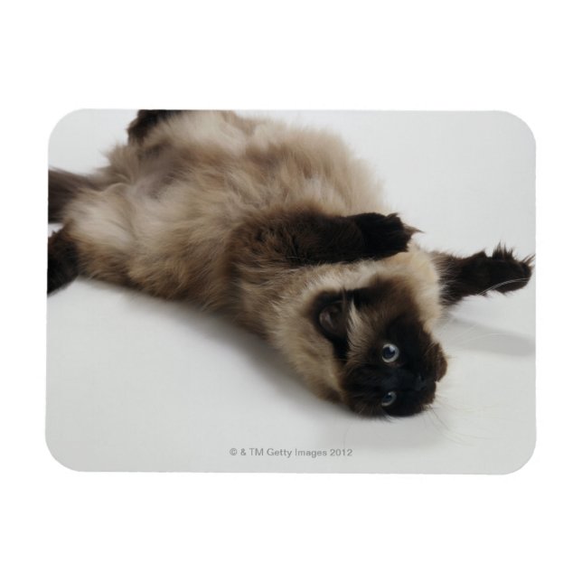 Himalayan Cat Ljugande på rygg Magnet (Horisontell)