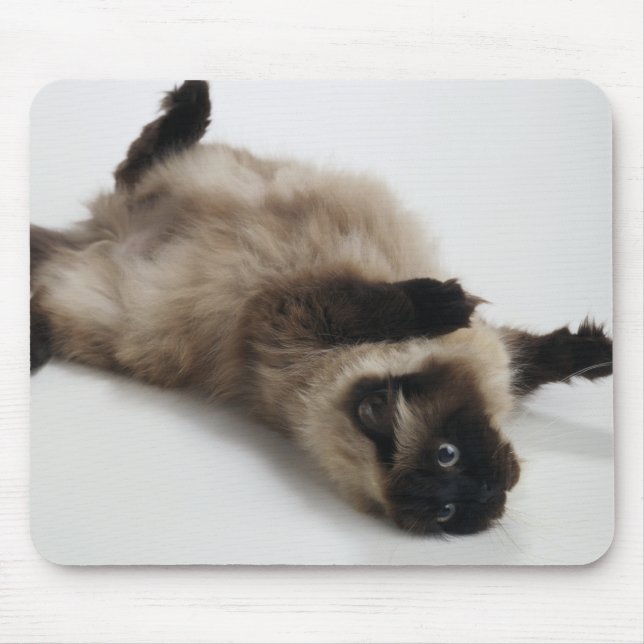 Himalayan Cat Ljugande på rygg Musmatta (Framsidan)