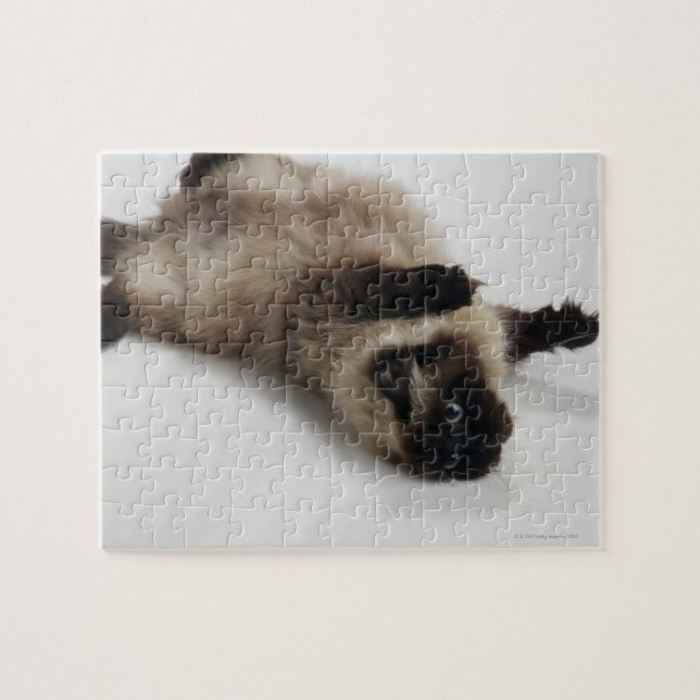 Himalayan Cat Ljugande på rygg Pussel (Horisontell)