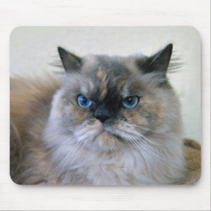 Himalayan Cat med Blue Ögon Musmatta