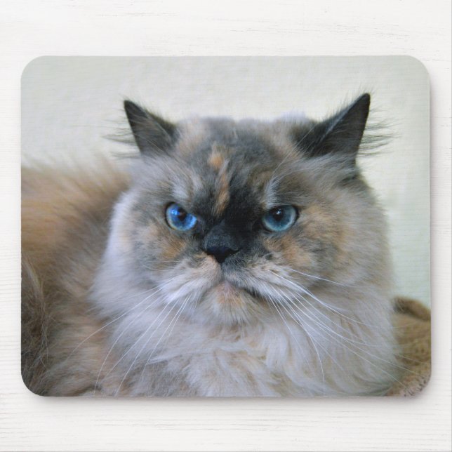 Himalayan Cat med Blue Ögon Musmatta (Framsidan)