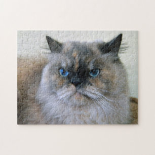 Himalayan Cat med Blue Ögon Pussel