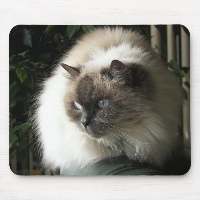 Himalayan Cat Musmatta (Framsidan)