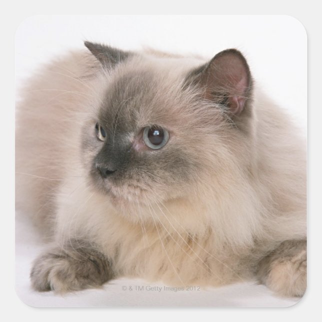 Himalayan Fyrkantigt Klistermärke (Framsida)