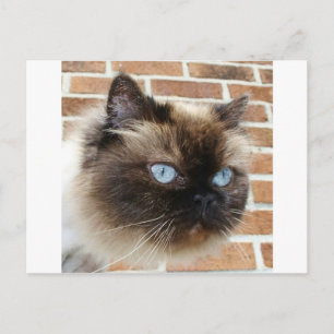 Himalayan-kattfoto med blå ögon vykort