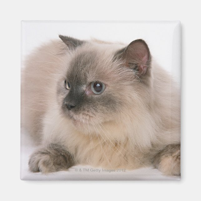 Himalayan Magnet (Framsidan)