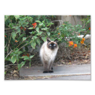 Himalayan Mix cat Fototryck