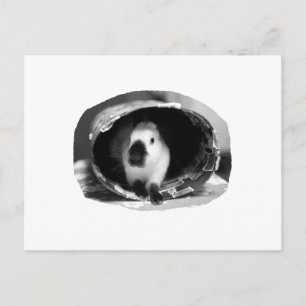 Himalayan Rabbit BW Photo in round kan Vykort