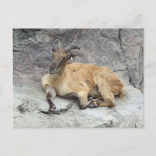 Himalayan Tahr Postcard Vykort