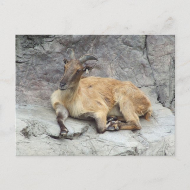 Himalayan Tahr Postcard Vykort (Framsida)