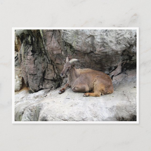 himalayan tahr vykort (Framsida)