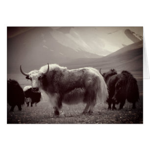 Himalayan Yaks, Mountain, Ladakh & Tibet Hälsningskort