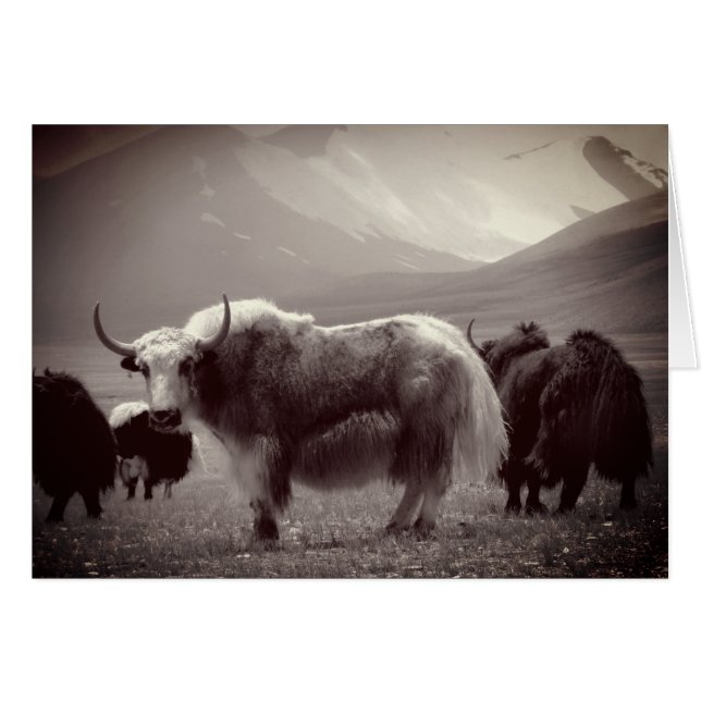 Himalayan Yaks, Mountain, Ladakh & Tibet Hälsningskort (Framsidan Horizontal)