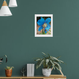 Himalayansk blå vallmo blomster poster