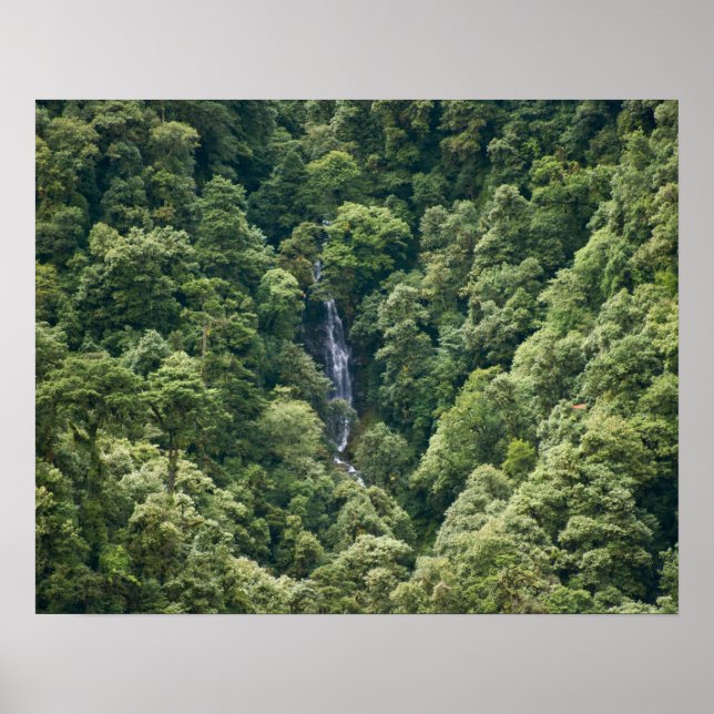 Himalayaskog i Mangdue-dalen, Bhutan Poster (Framsidan)