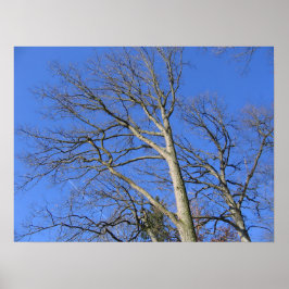 Himlande grenar poster