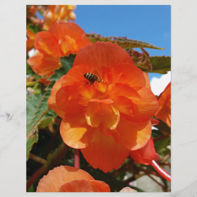 himlar, blommor och bin (Framsida)