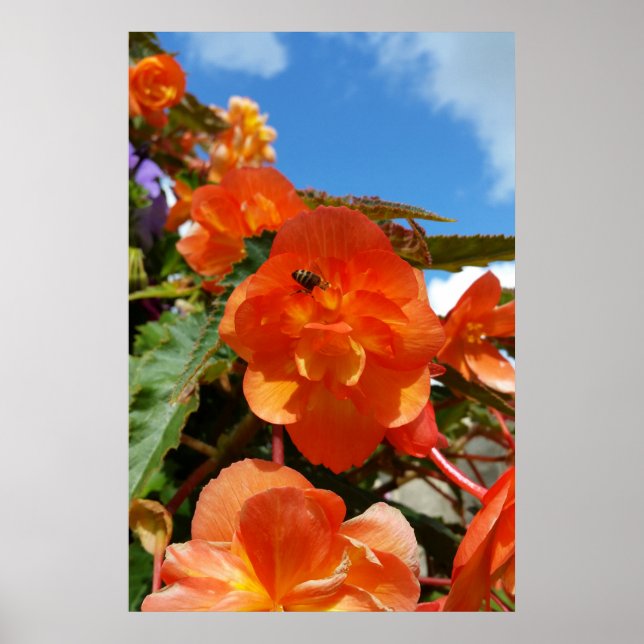 himlar, blommor och bin poster (Framsidan)