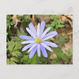 Himlar Blue Windblomma Vykort